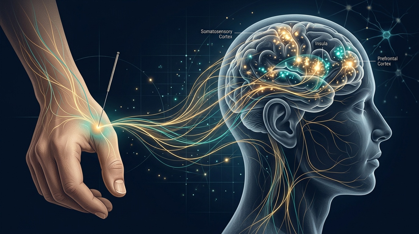 Illustration article : Acupuncture : ce que la neuroimagerie révèle sur ses mécanismes cérébraux